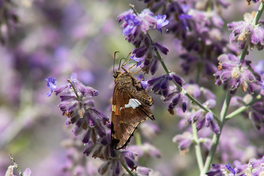 Summer Butterfly Photograph by Auden Johnson