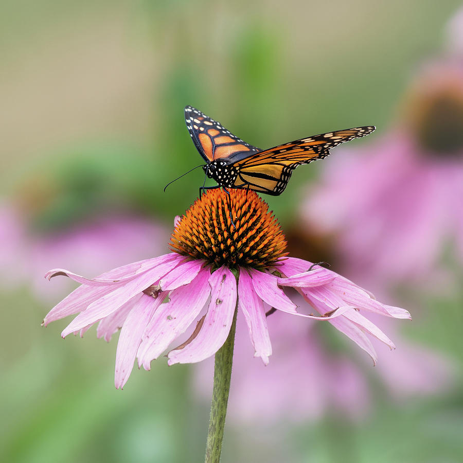 Summer Butterfly Photograph by Bill Wakeley