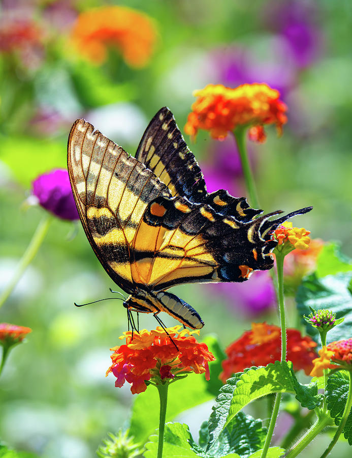 Summer Butterfly in a Virginia Garden Photograph by Rachel Morrison