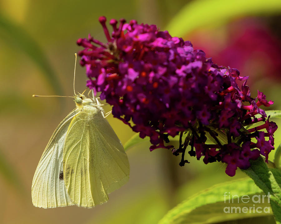 Summer Butterfly Photograph by Nick Boren