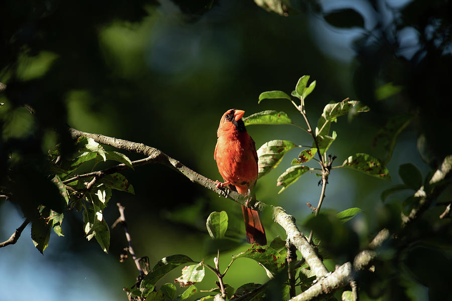 Summer Cardinal Photograph by Rachel Morrison