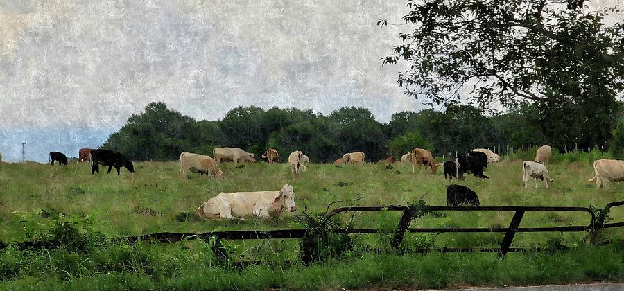 Summer Cattle Photograph by Kathy Barney