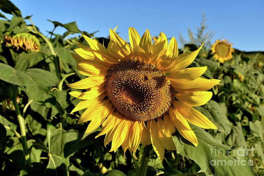 Summer Chill Out With Sunflowers Photograph by Leonida Arte