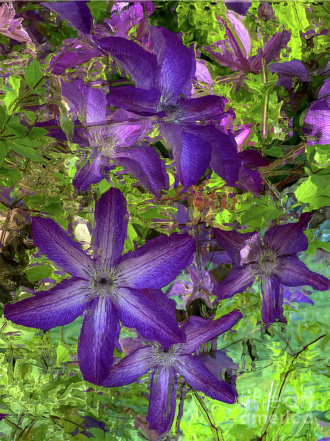 Summer Clematis Photograph by Jeanette French