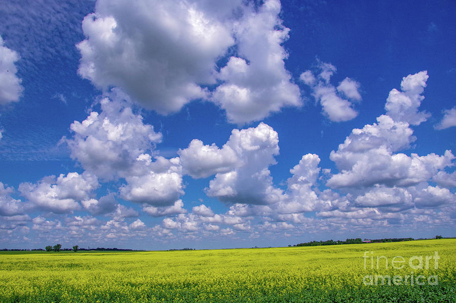 Summer clouds in a yellow North Dakota field  Photograph by Jeff Swan
