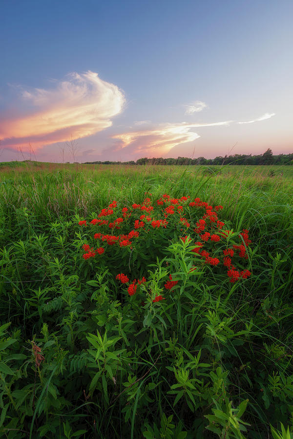 Summer Color On The Prairie Photograph