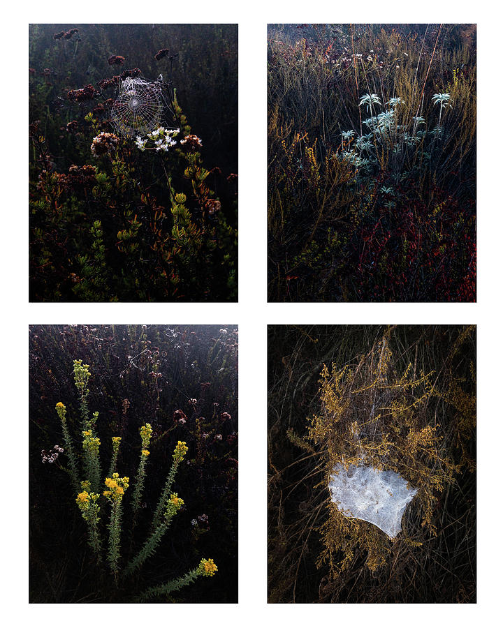 Summer Color Quadtych Photograph by Alexander Kunz