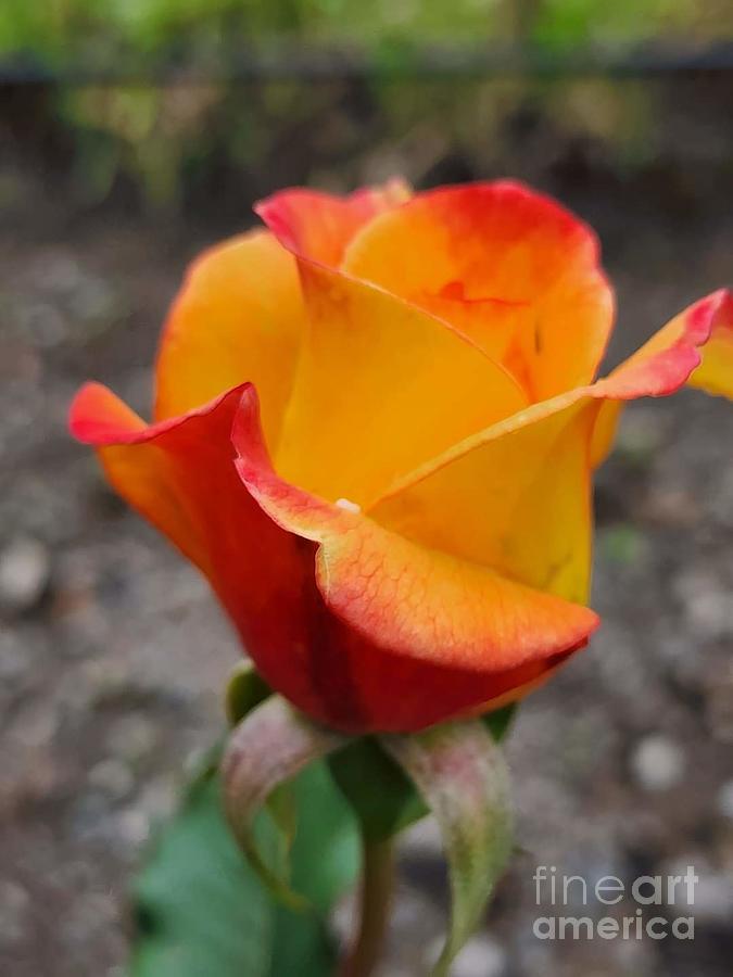 Spring Photograph - In Bloom Fire Rose PT.3 by Brittany Perez