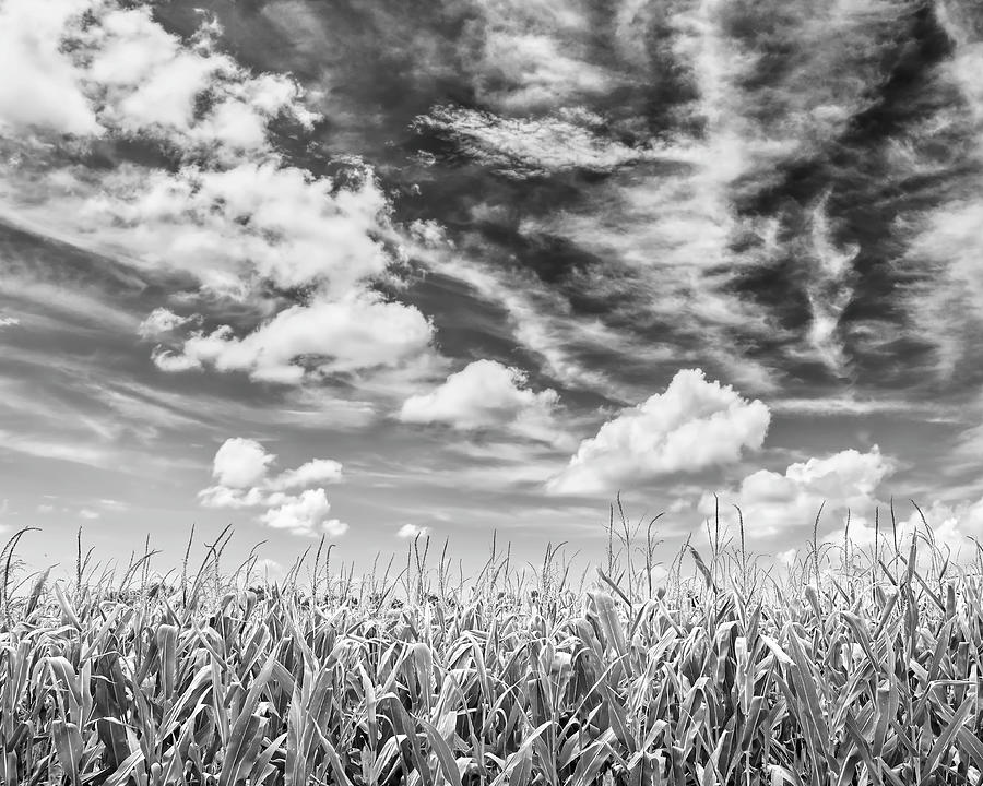 Summer Corn Field Black And White Photography Photograph by Ann Powell