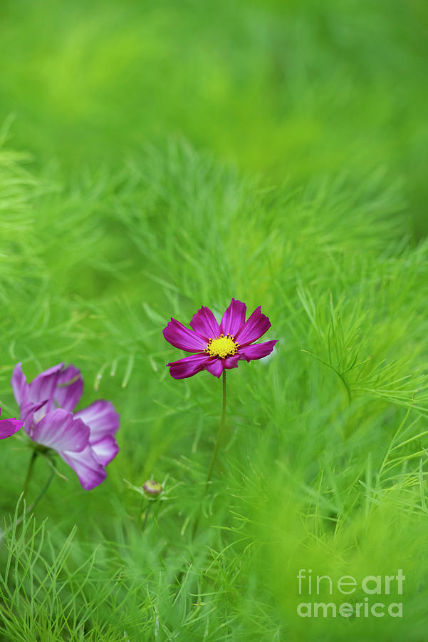 Summer Cosmos Photograph by Tim Gainey