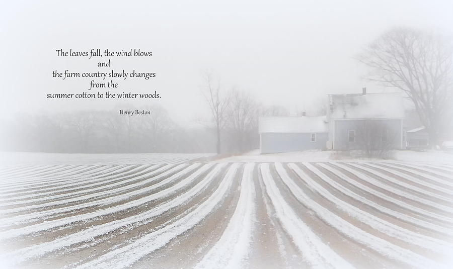 Farm Photograph - Summer cotton winter woods by Karen Cook