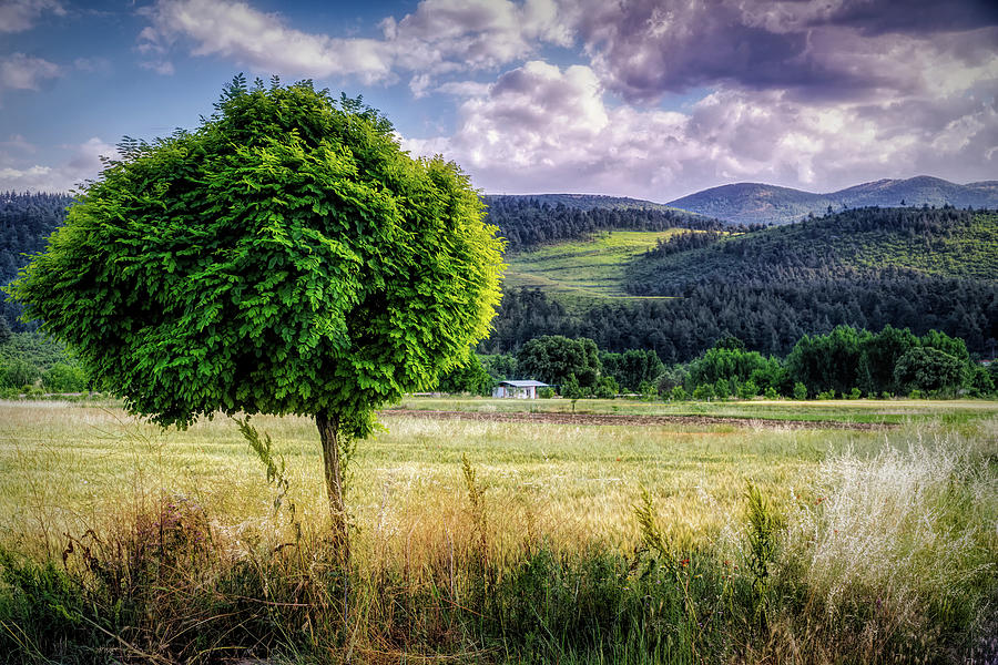 Summer countryside Photograph by Lilia S