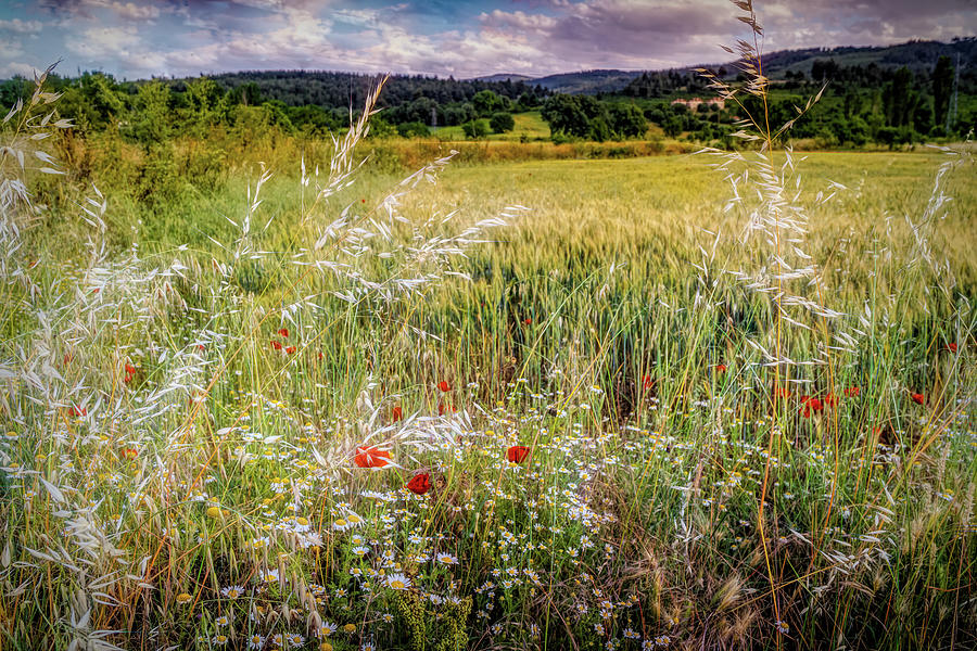 Summer countryside meadow Photograph by Lilia S