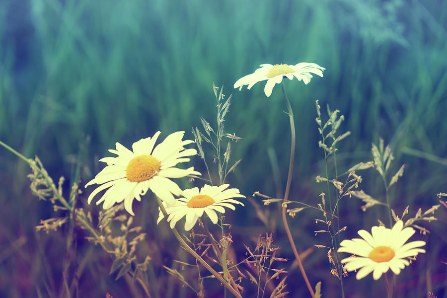 Summer Daisies Photograph by Lilia S