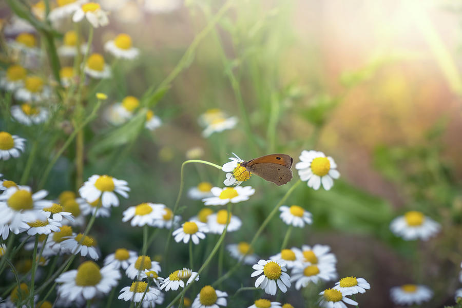 Summer Daisy meadow Photograph by Lilia S