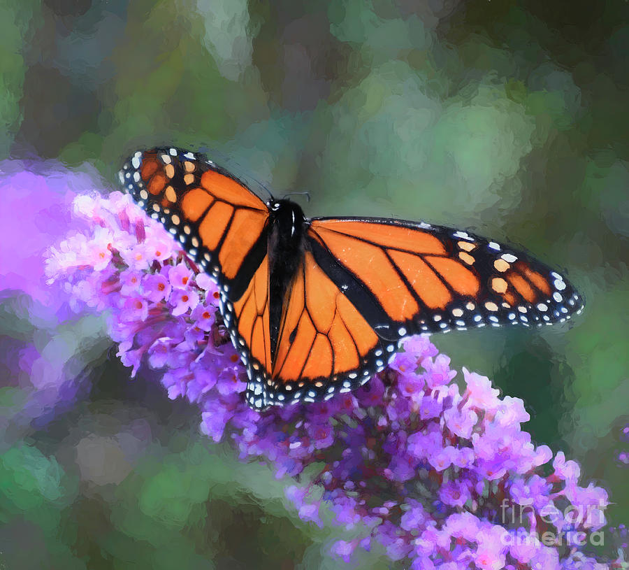 Summer Delight - Monarch Butterfly Photograph by Kerri Farley