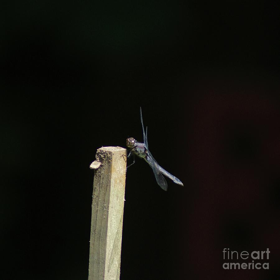 Summer Dragonfly       Pose 1 Photograph by Margie Avellino