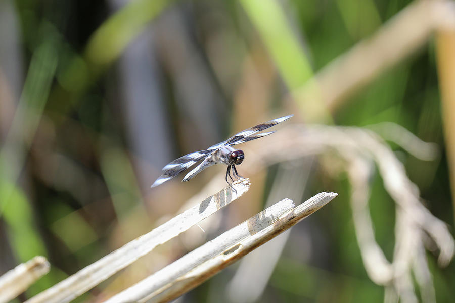 Summer Dragonfly By The Pond Photograph