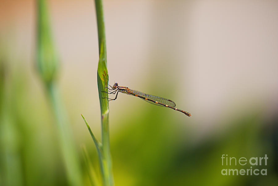 Summer Dragonfly Delight Photograph by Joy Watson