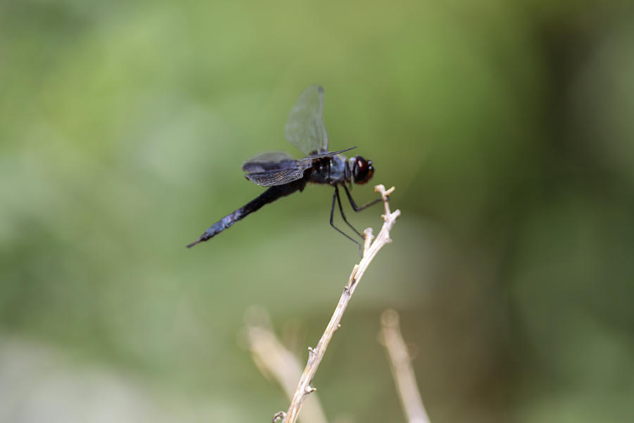 Summer Dragonfly Photograph