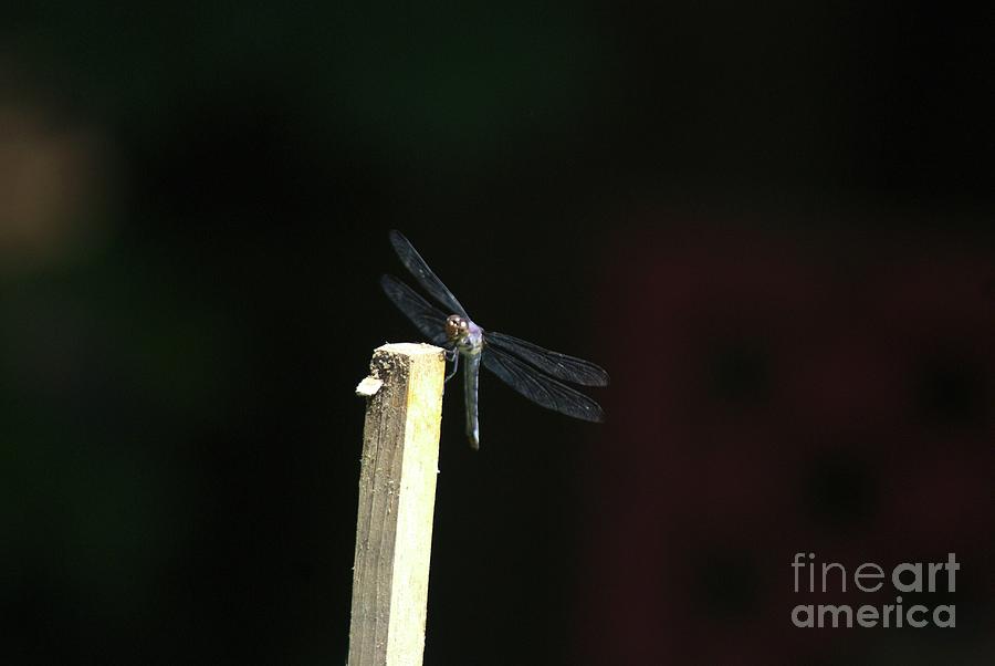 Summer Dragonfly  Pose 3 Photograph by Margie Avellino
