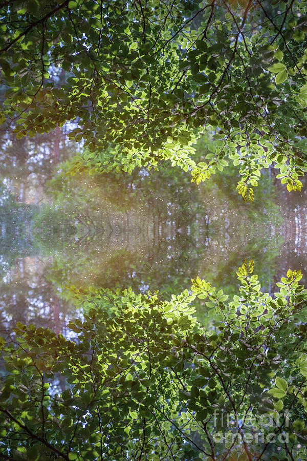 Summer dream and reflection of beech leaves in calm water Photograph by Adriana Mueller