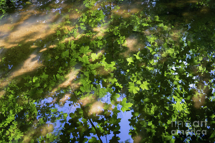 Summer dream and reflection of maple leaves Photograph by Adriana Mueller