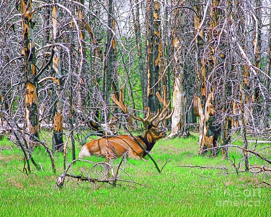 Summer Elk In Trees Photograph by Don Schimmel