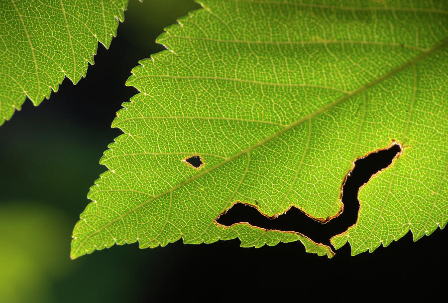 Summer Photograph - Summer Elm Leaf Patterns by Phil And Karen Rispin
