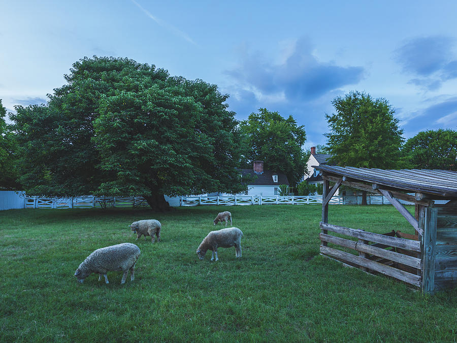 Summer Evening Pasture  Photograph by Rachel Morrison