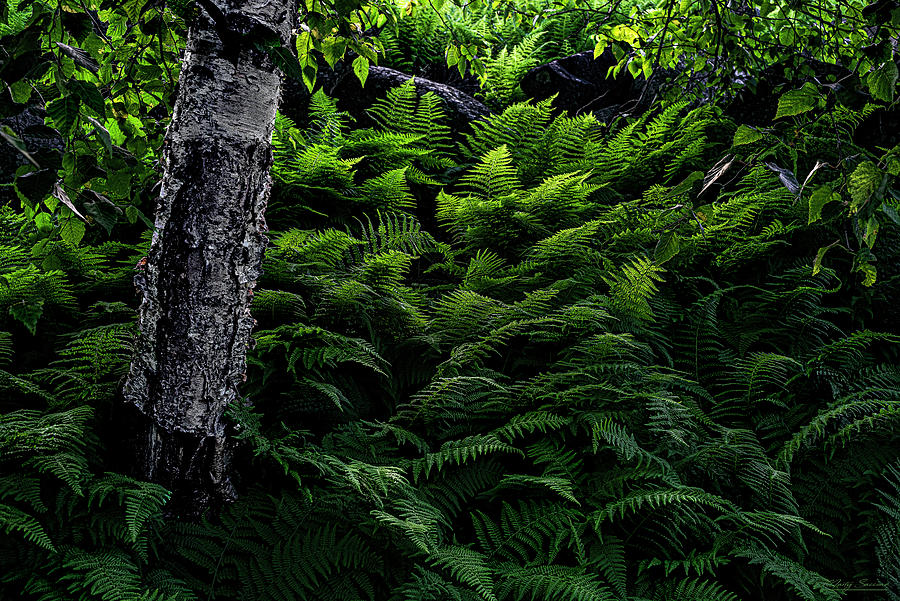 Summer Ferns Photograph by Marty Saccone