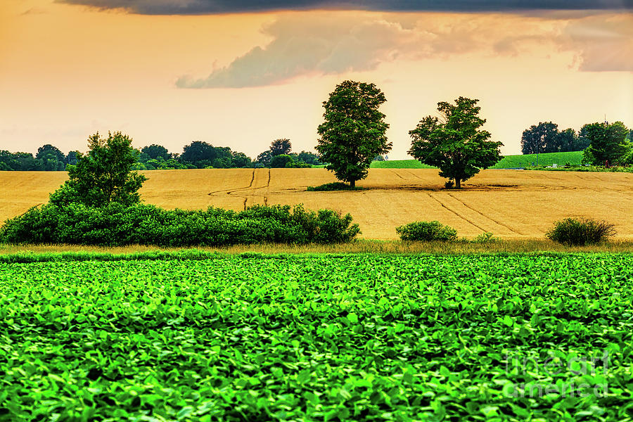 Country Style Photograph - Summer Fields 5 by Robert Alsop