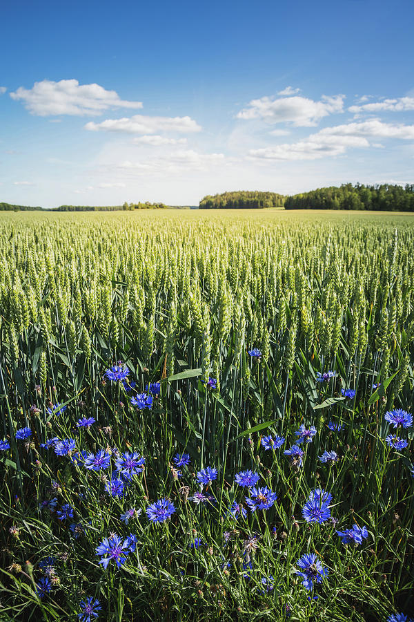 Summer Fields and Cornflower Photograph by Nicklas Gustafsson