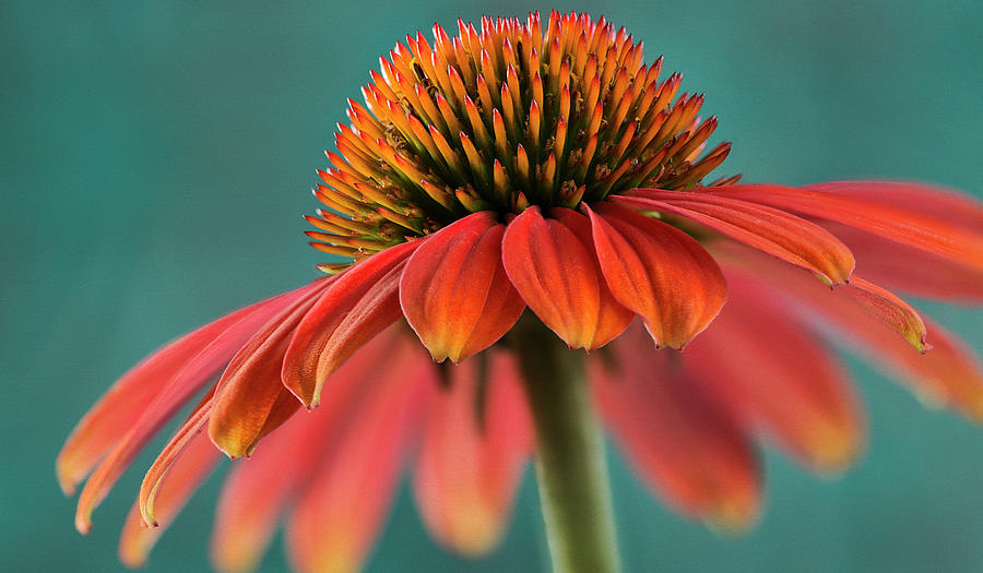 Summer Flames Photograph by John Rogers