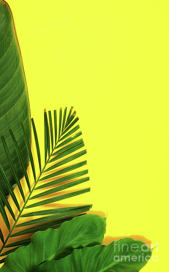 Summer flat lay with tropical leaves, palm fronds on bright yellow  background Photograph by Milleflore Images - Fine Art America