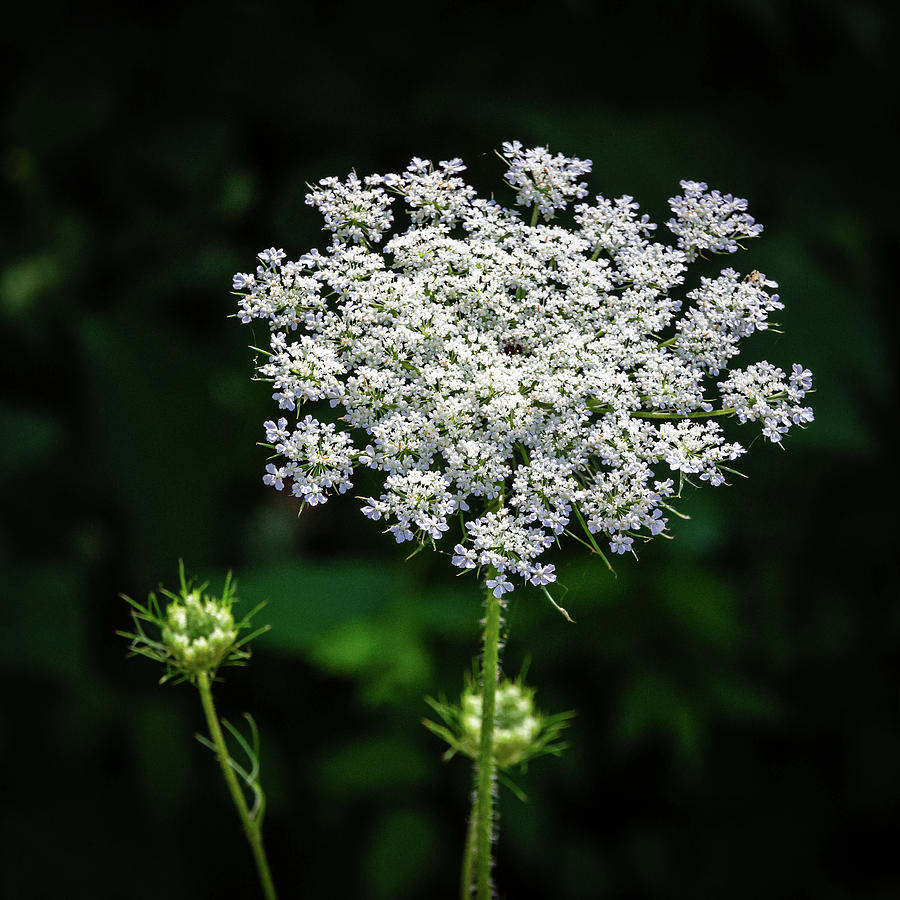 Carrot Photograph - Summer Flower Queen Annes Lace  by Robby Batte