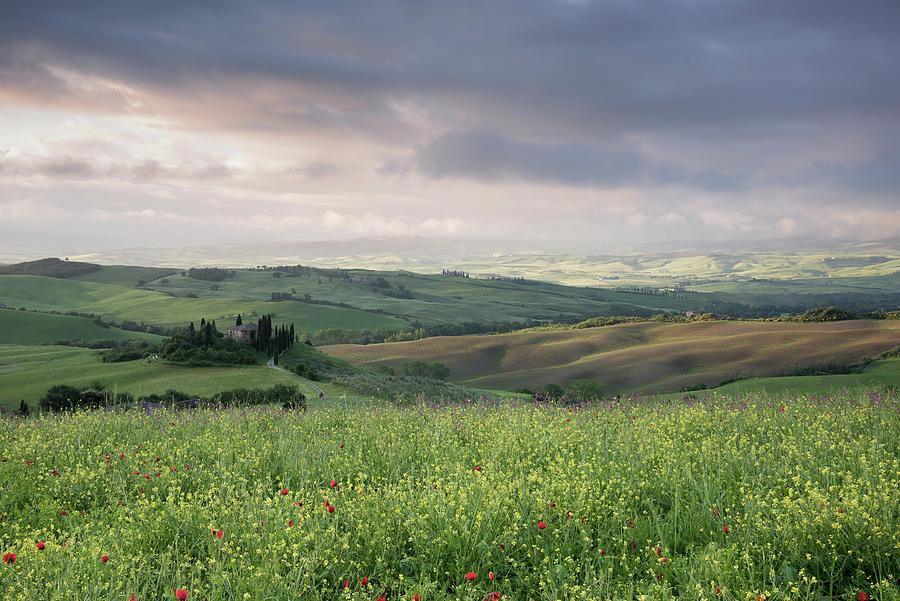 Summer Flowers of the Val DOrcia, Tuscany, Italy Photograph by Sarah Howard