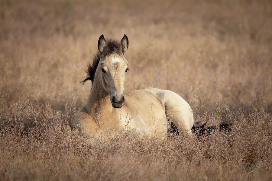 Summer Foal Photograph by Darlene Smith
