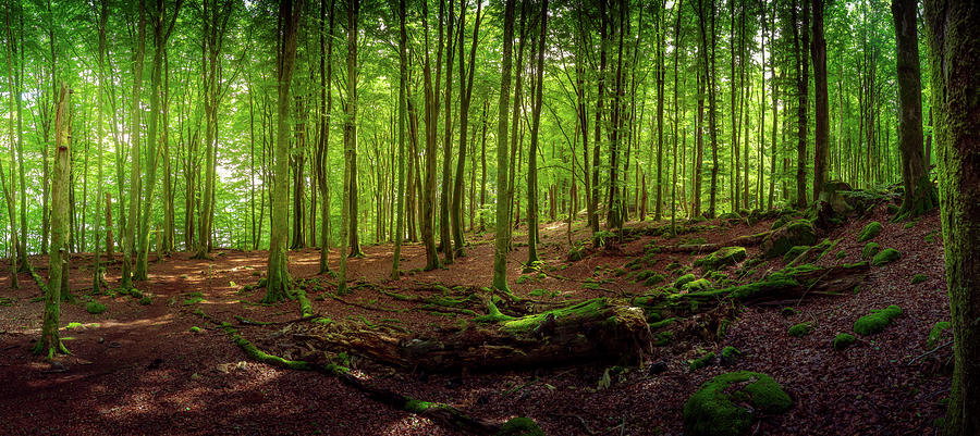 Summer Forest Panorama Photograph by Nicklas Gustafsson
