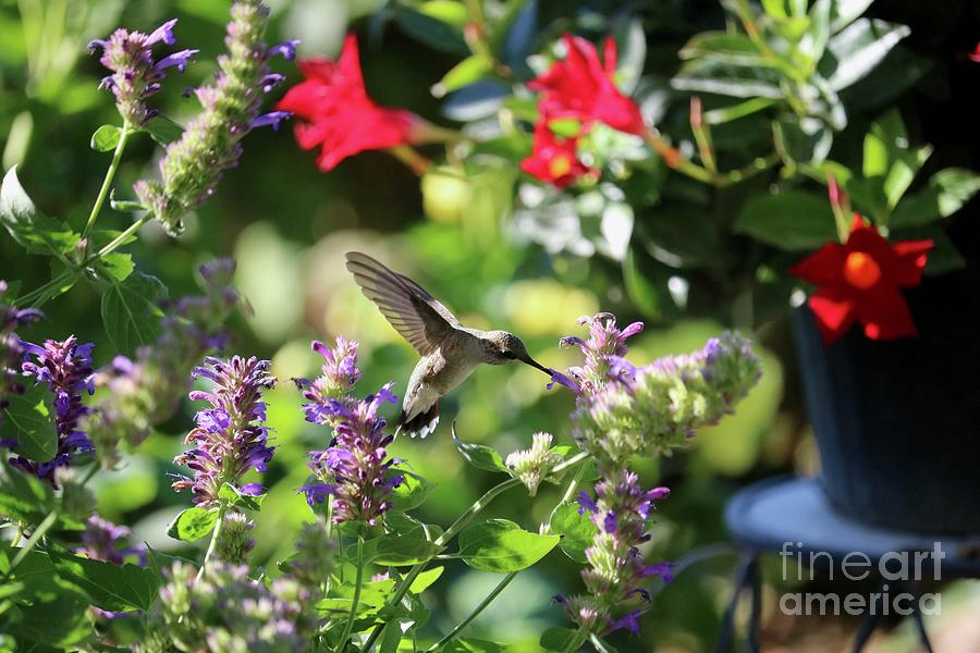 Summer Garden Hummingbird Photograph by Carol Groenen