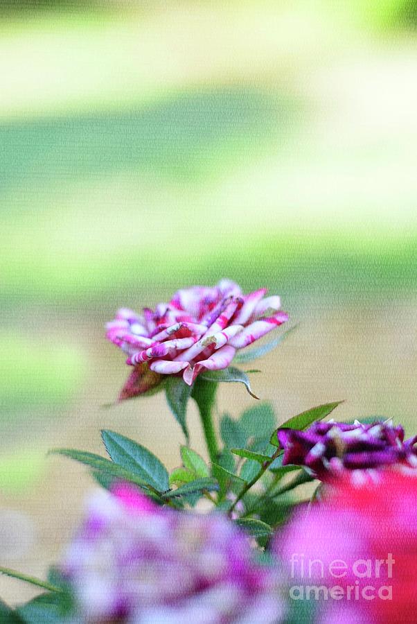 Summer Garden Mini Roses  Digital Art by Adrian De Leon Art and Photography