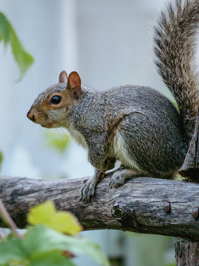 Summer Garden Squirrel Photograph by Rachel Morrison