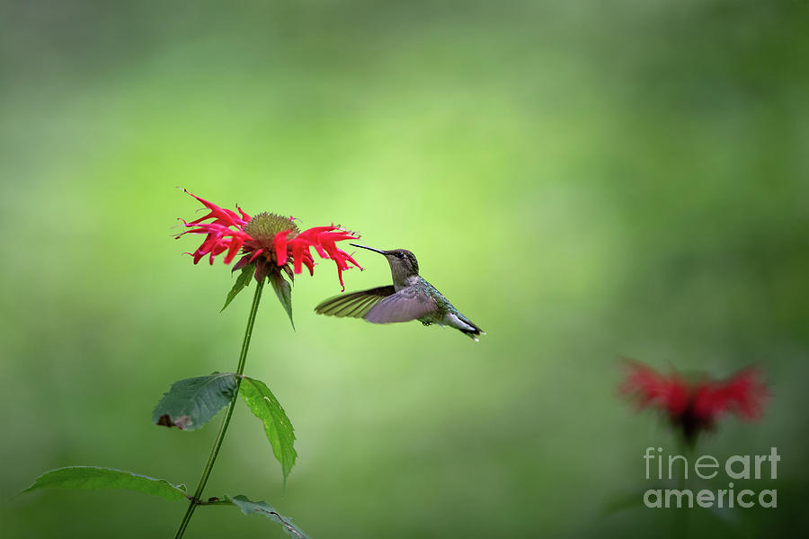 Summer Garden Stills - Ruby Throated Hummingbird Photograph by Rehna George