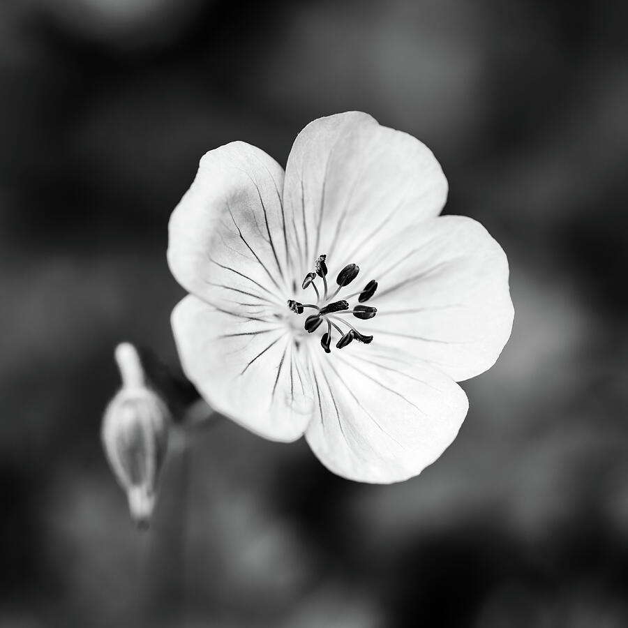 Summer Geranium Black And White Photograph by Tanya C Smith