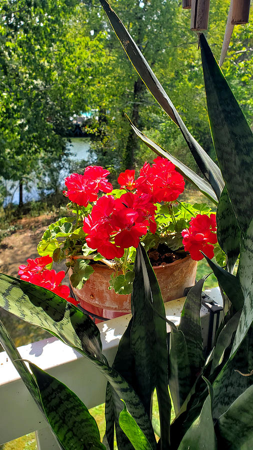 Summer Geraniums Photograph by Kenny Glover