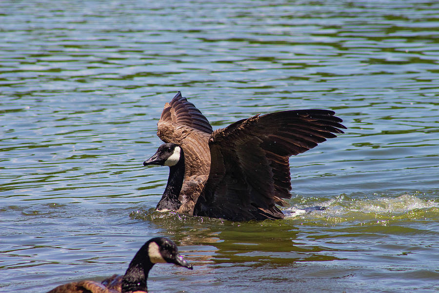 Summer Goose of Brooklyn Photograph by Auden Johnson