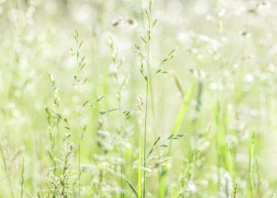 Summer Grass Photograph by Amelia Pearn