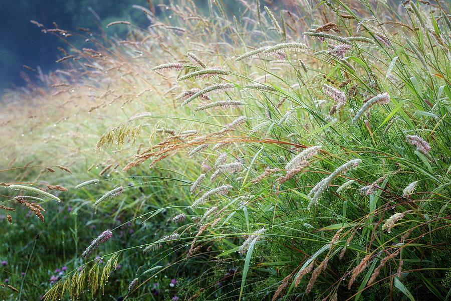 Summer Grass Photograph by Bill Wakeley