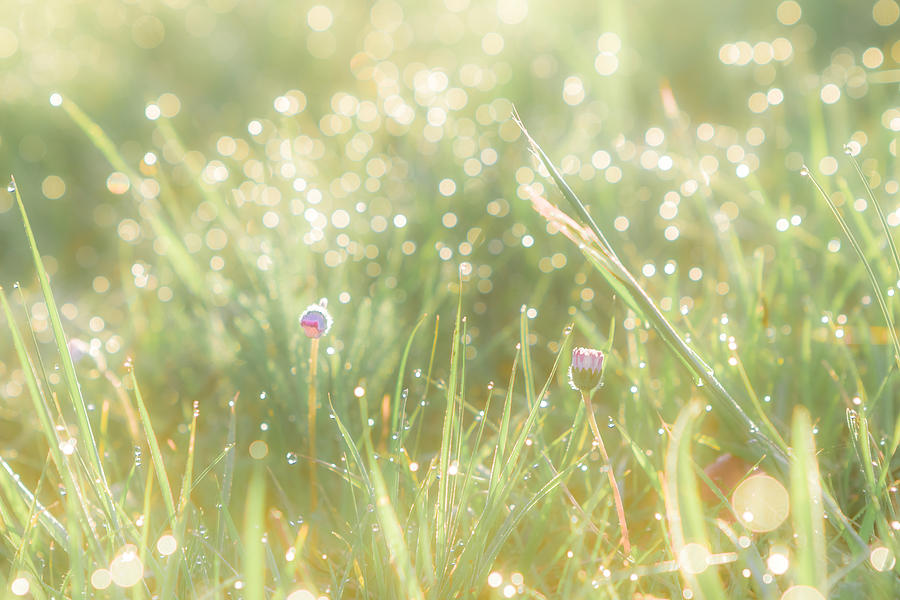 Summer grass field with flowers, abstract background concept, soft focus, bokeh, warm tones Photograph by Gaschwald
