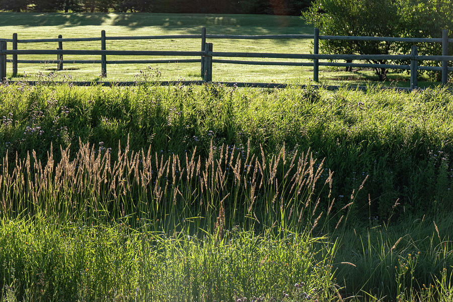 Summer Photograph - Summer Grass by Phil And Karen Rispin